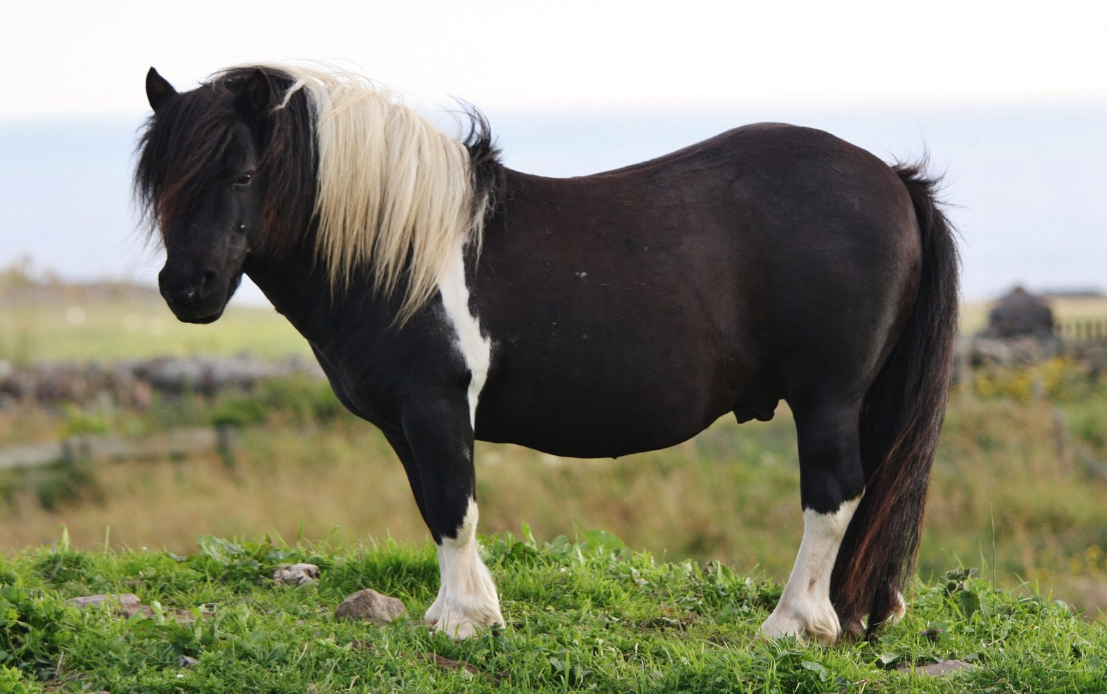 The Affectionate Shetland Pony (image credits: wikimedia)