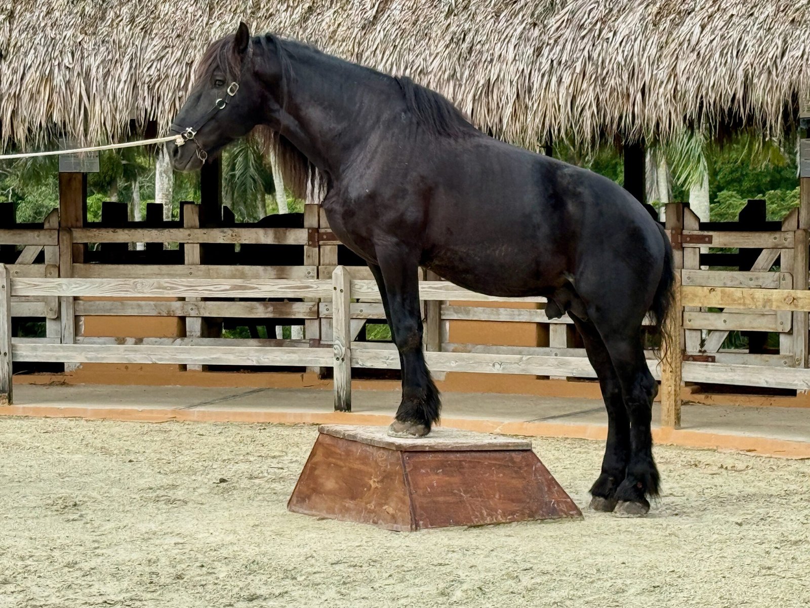 The Devoted Friesian (image credits: wikimedia)