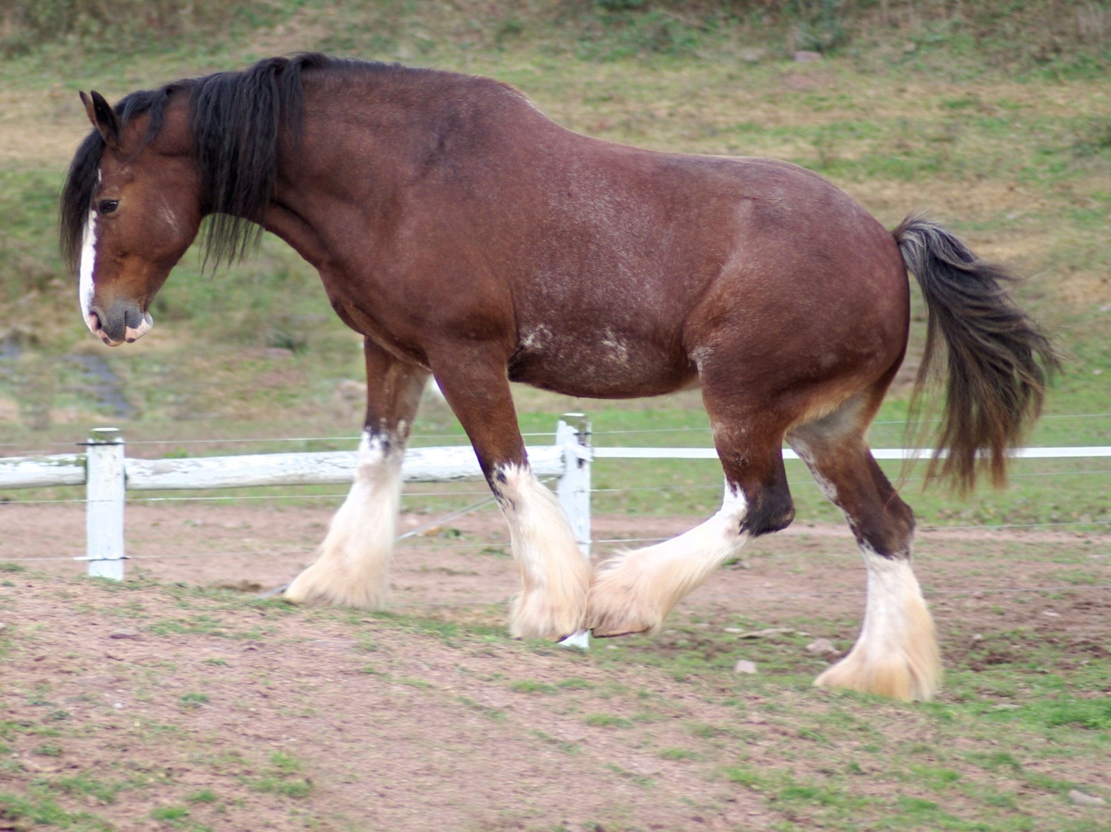 The Comforting Clydesdale (image credits: wikimedia)