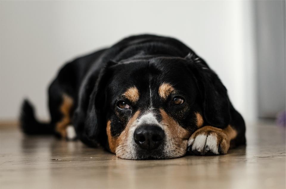 Depression and Its Ripple Effect on Canine Companions (image credits: stocksnap)