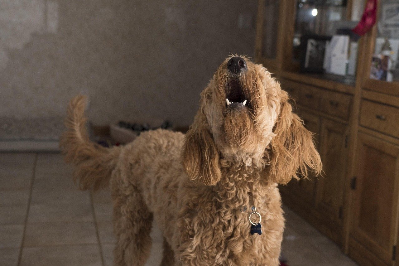 Stress in the Household and Its Impact on Dogs (image credits: pixabay)