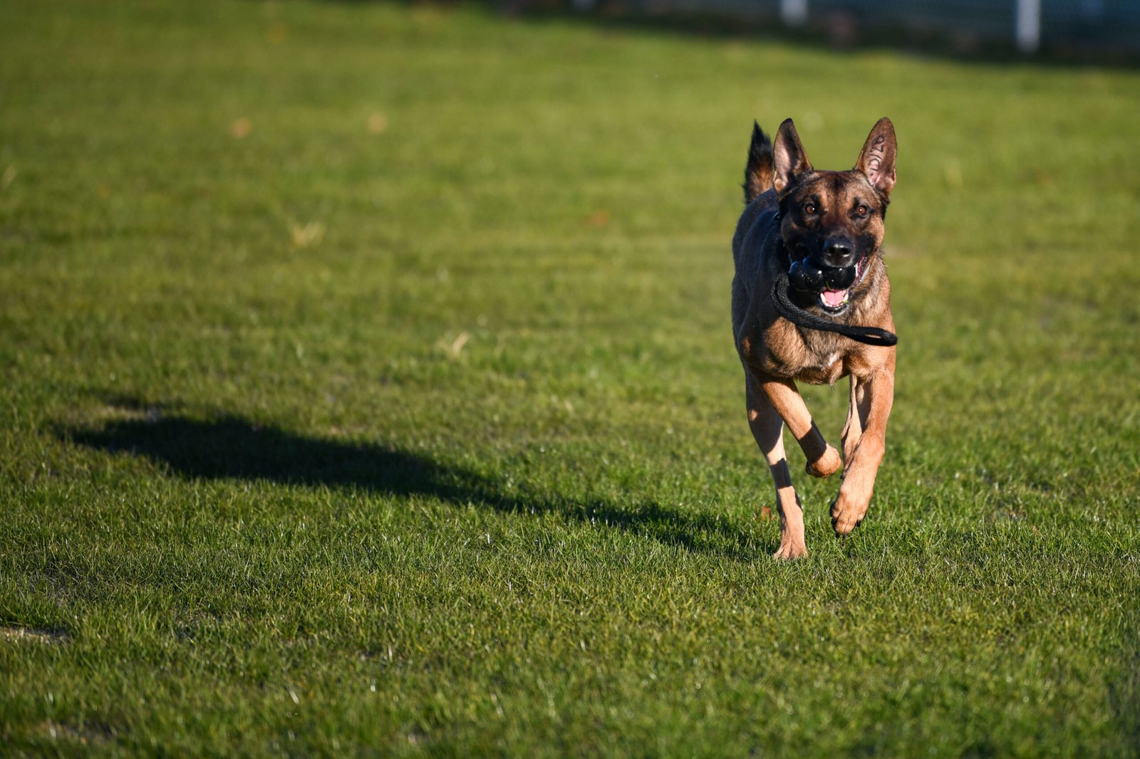 Practical Steps to Protect Your Dog&rsquo;s Wellbeing (image credits: wikimedia)