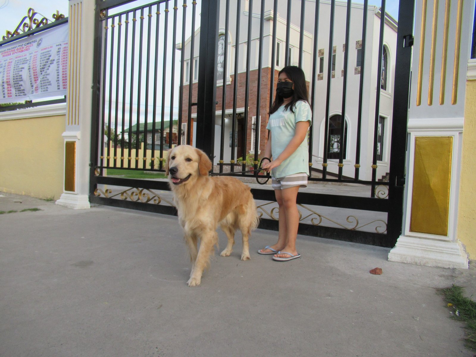 Golden Retriever (image credits: wikimedia)