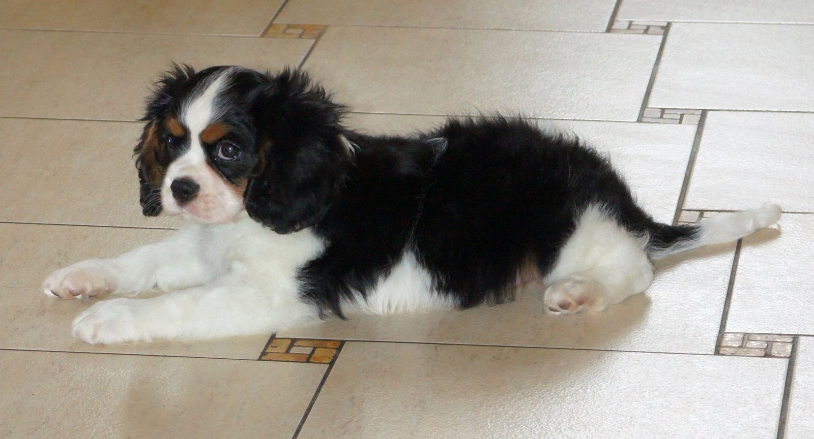 Cavalier King Charles Spaniel (image credits: wikimedia)