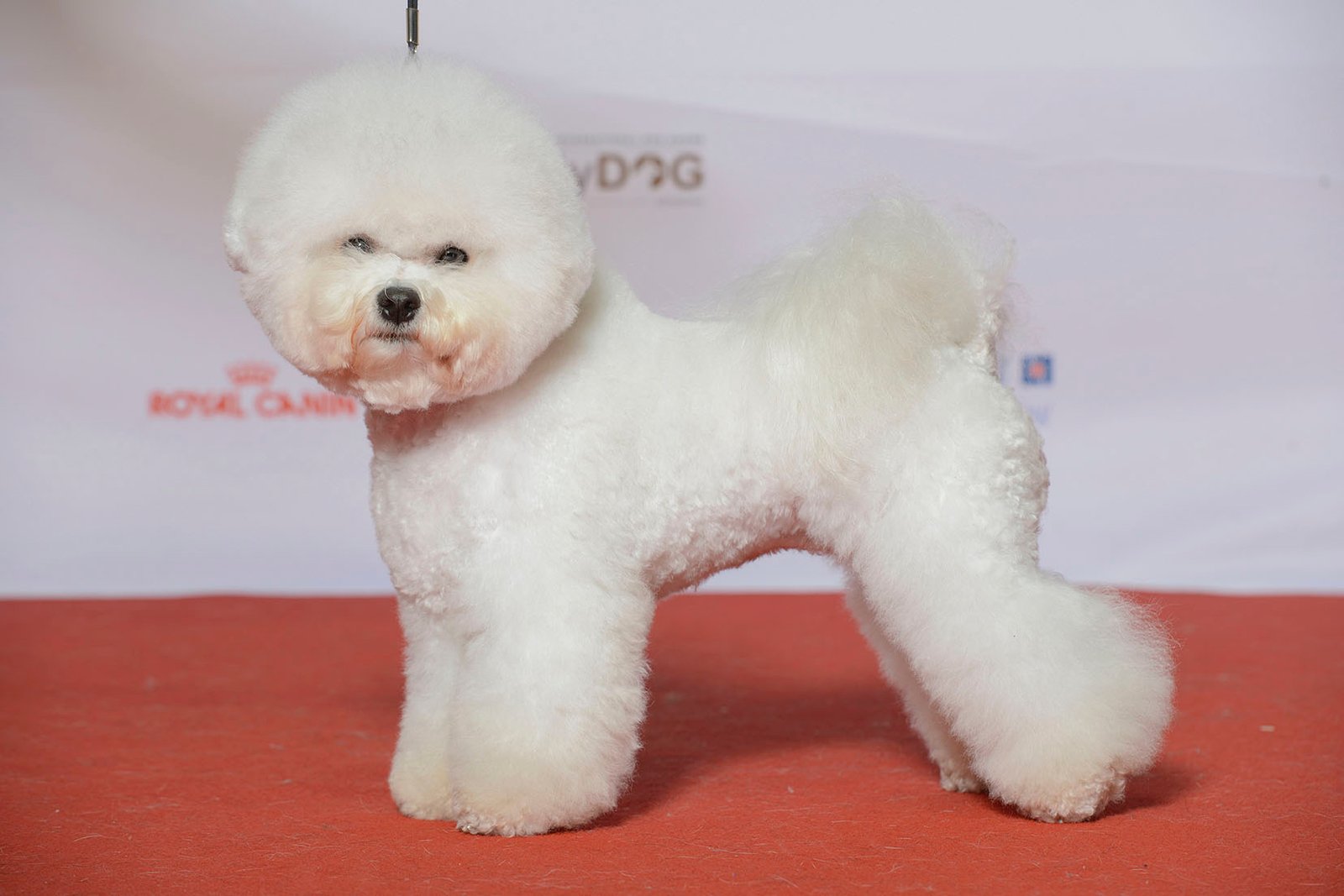 Bichon Frise (image credits: wikimedia)