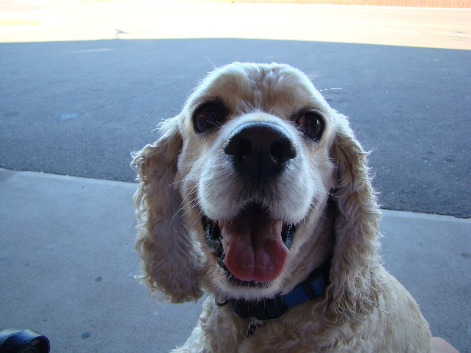 Cocker Spaniel (image credits: wikimedia)