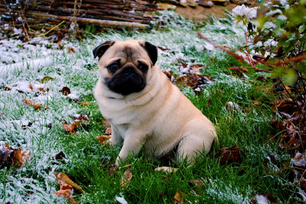 Pug (image credits: rawpixel)