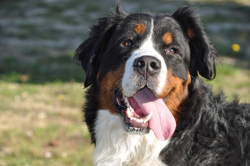 Bernese Mountain Dog (image credits: rawpixel)