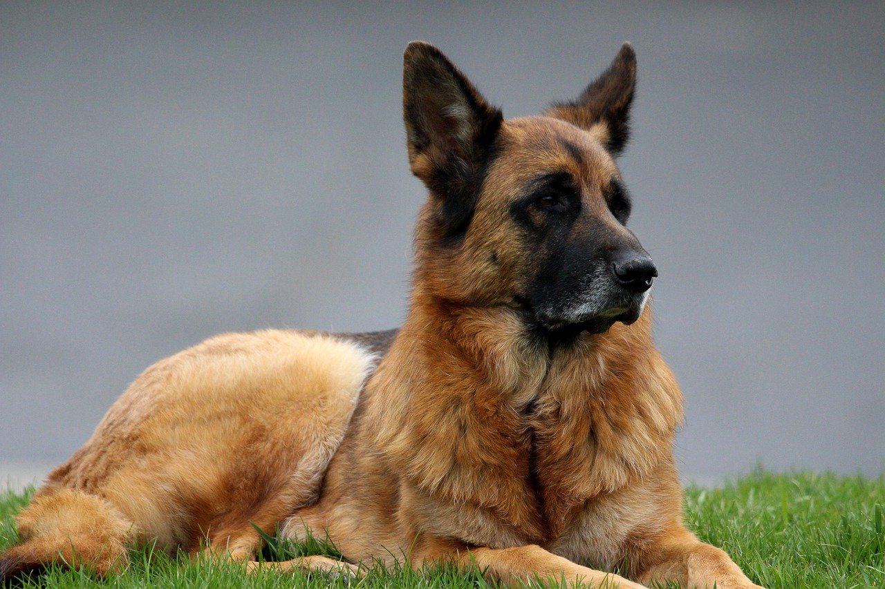 German Shepherd – Major (image credits: pixabay)