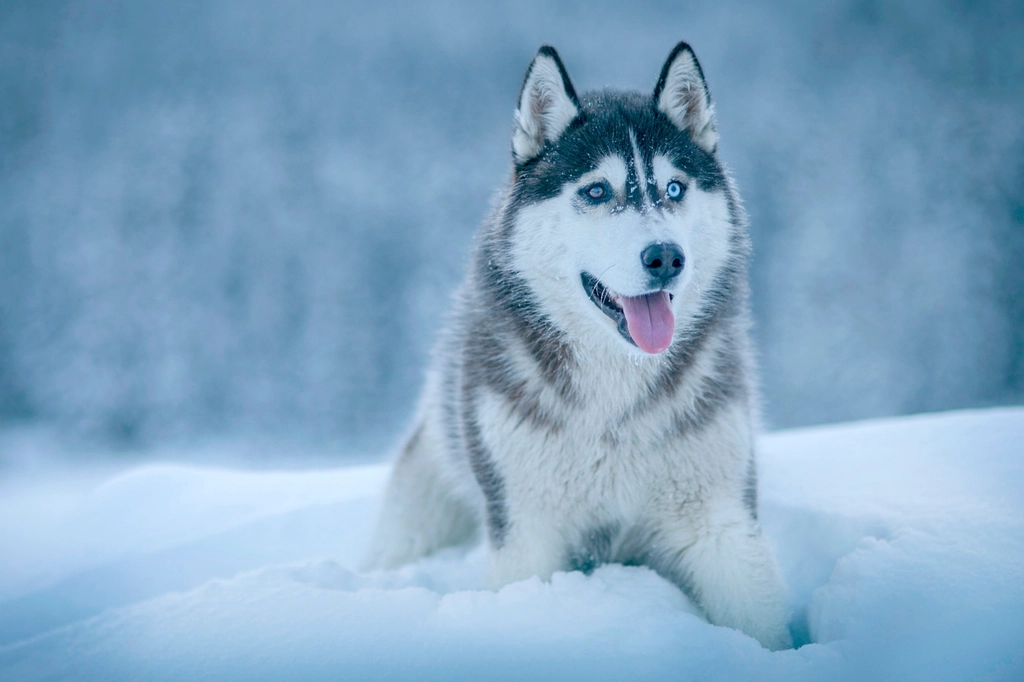 Siberian Husky – Blizzard (image credits: rawpixel)