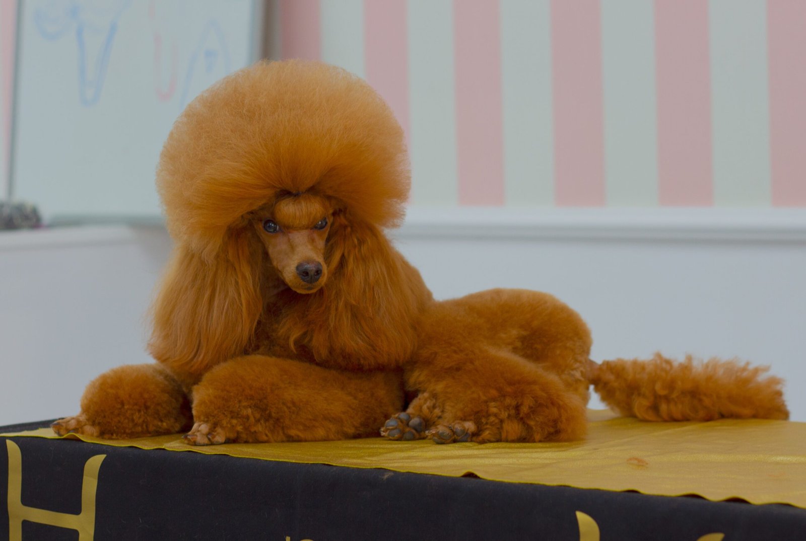 Poodle – Duchess (image credits: wikimedia)