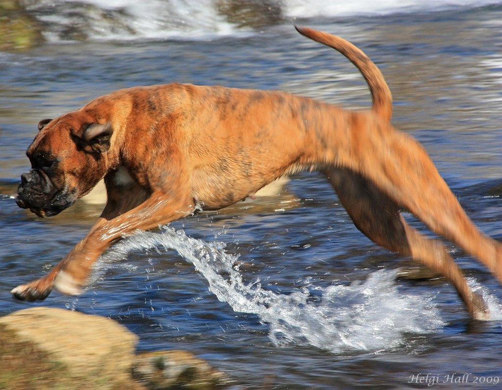Boxer – Rocky (image credits: wikimedia)