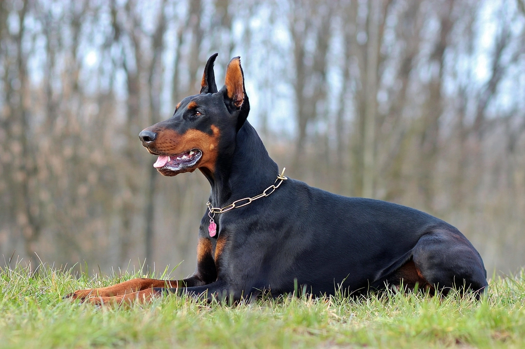 Doberman Pinscher – Titan (image credits: rawpixel)