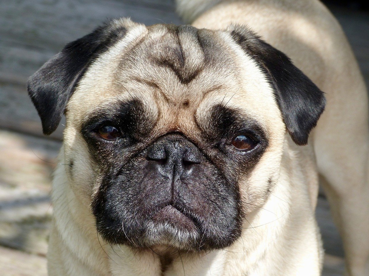 Pug – Peanut (image credits: pixabay)