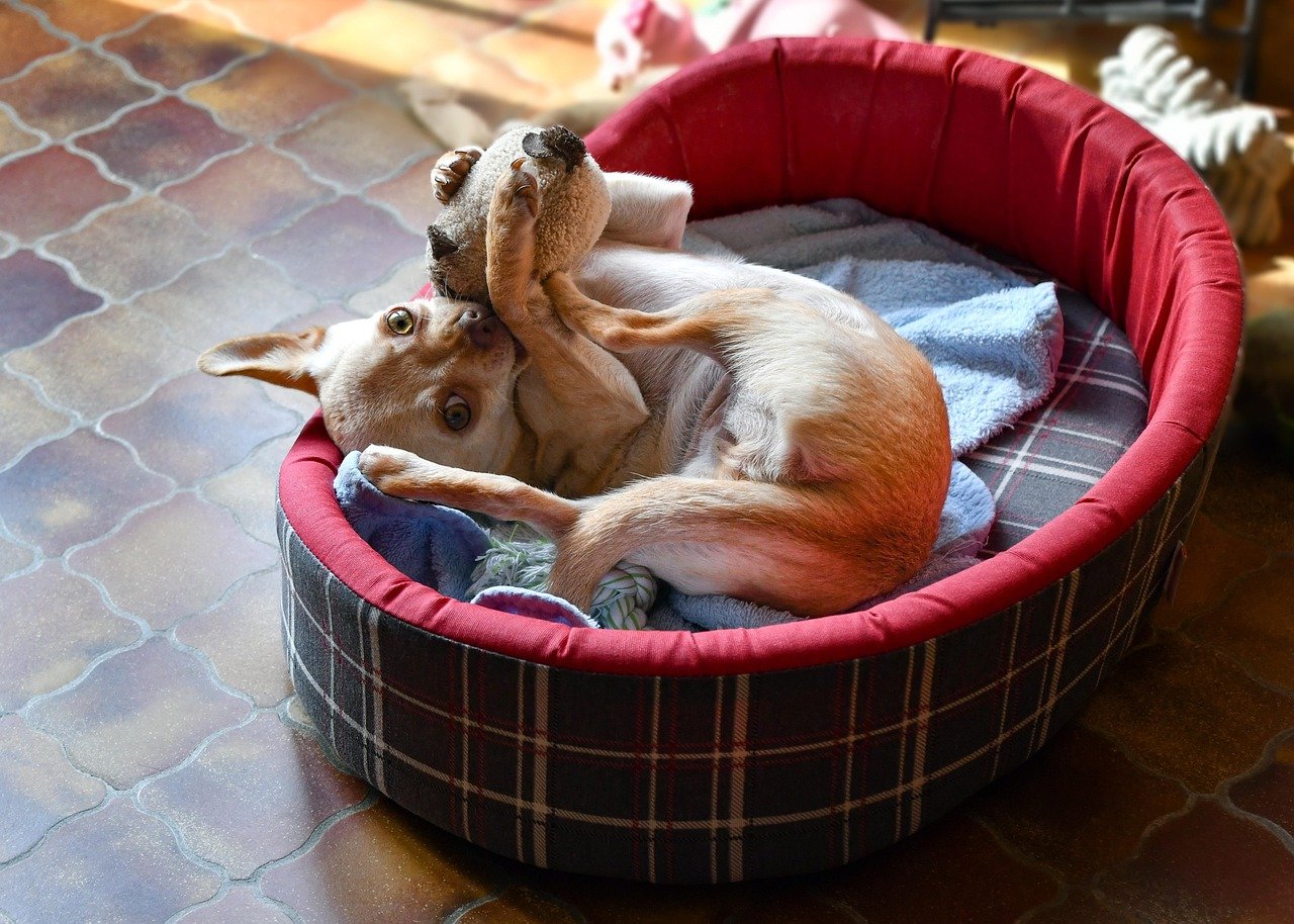 Chihuahua – Pixie (image credits: pixabay)