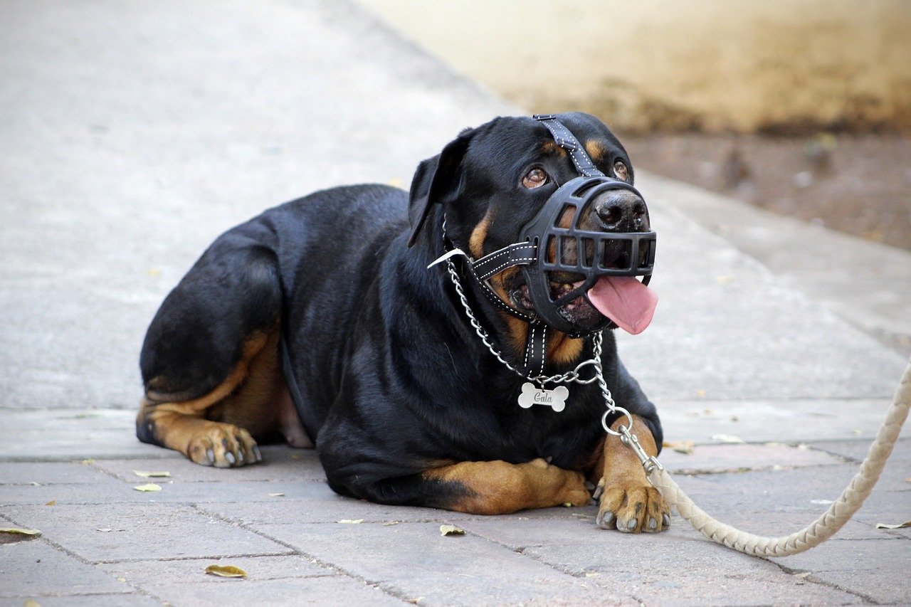 Rottweiler – Thor (image credits: pixabay)