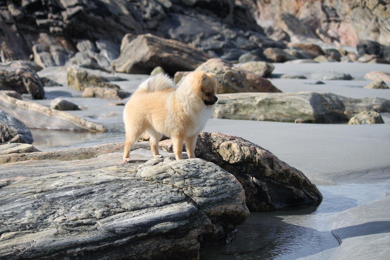 Pomeranian – Fizz (image credits: pixabay)