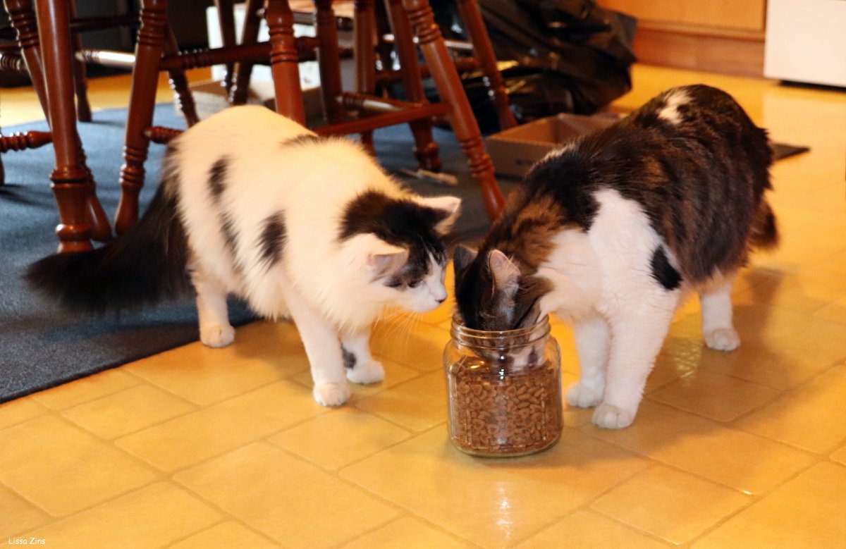 4. Loss of Appetite or Overeating (image credits: wikimedia)