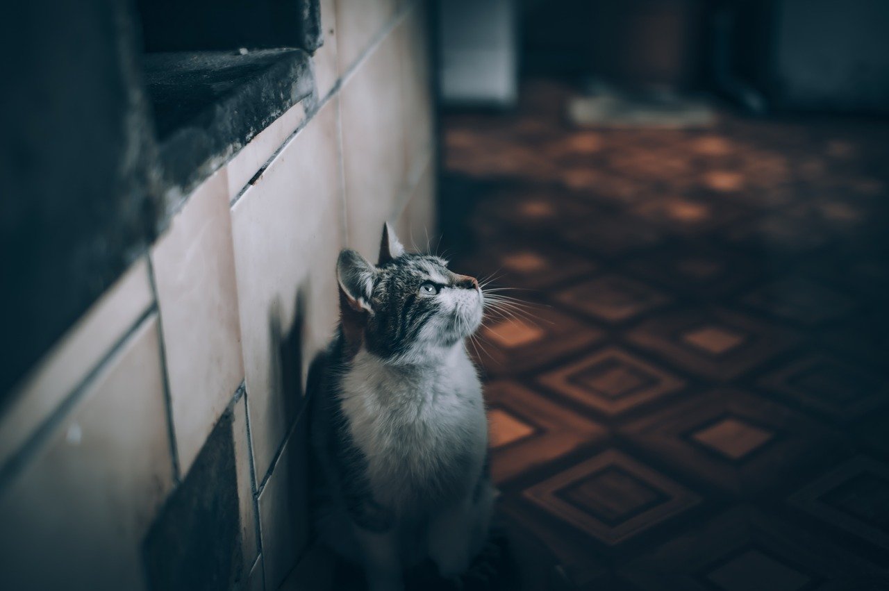 5. Litter Box Avoidance (image credits: pixabay)