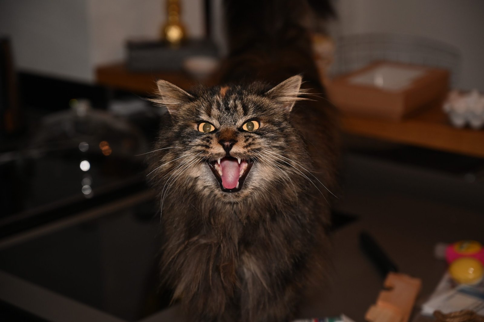 7. Excessive Vocalization (image credits: wikimedia)
