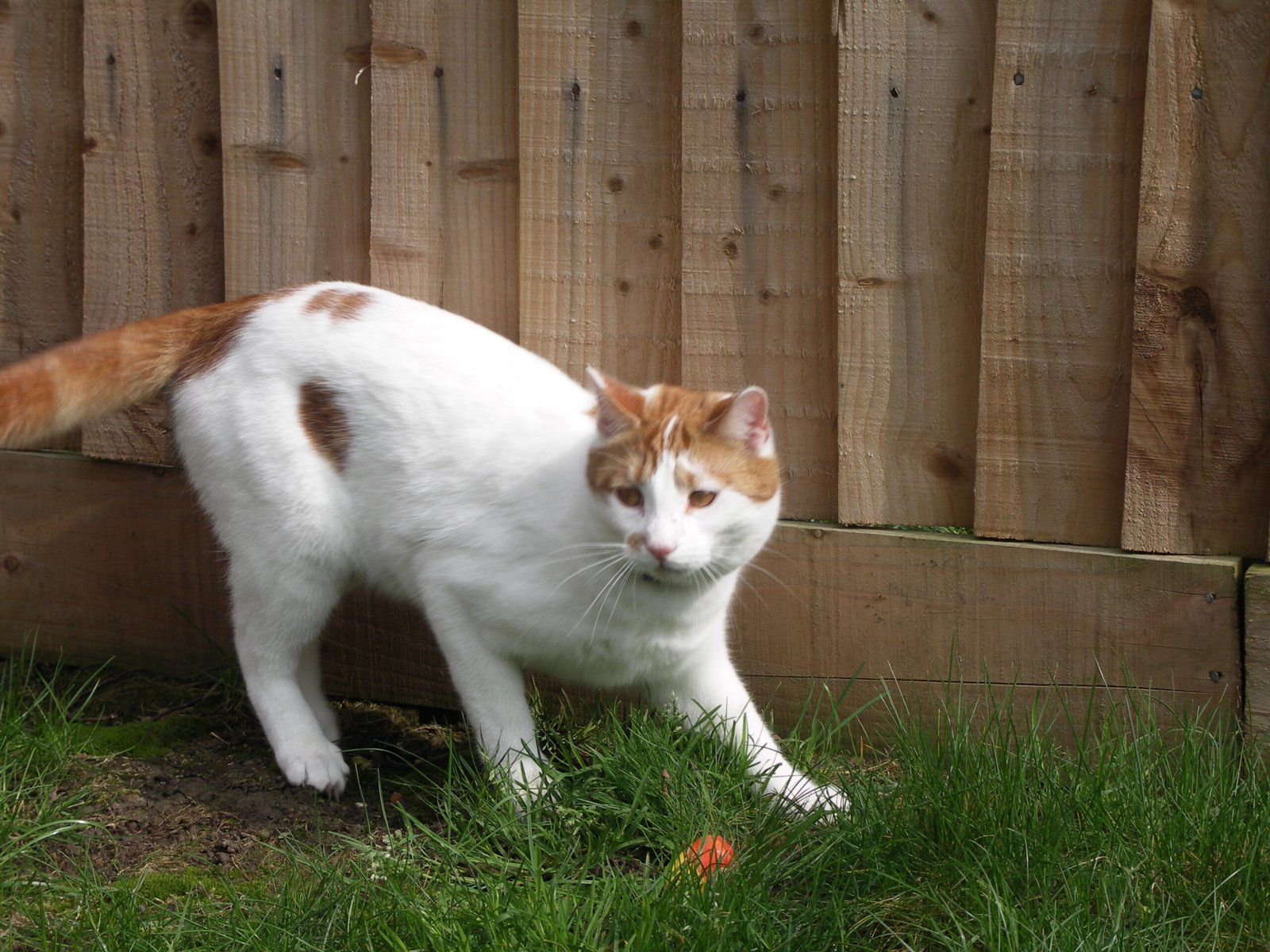 11. Flattened or Defensive Posture (image credits: wikimedia)