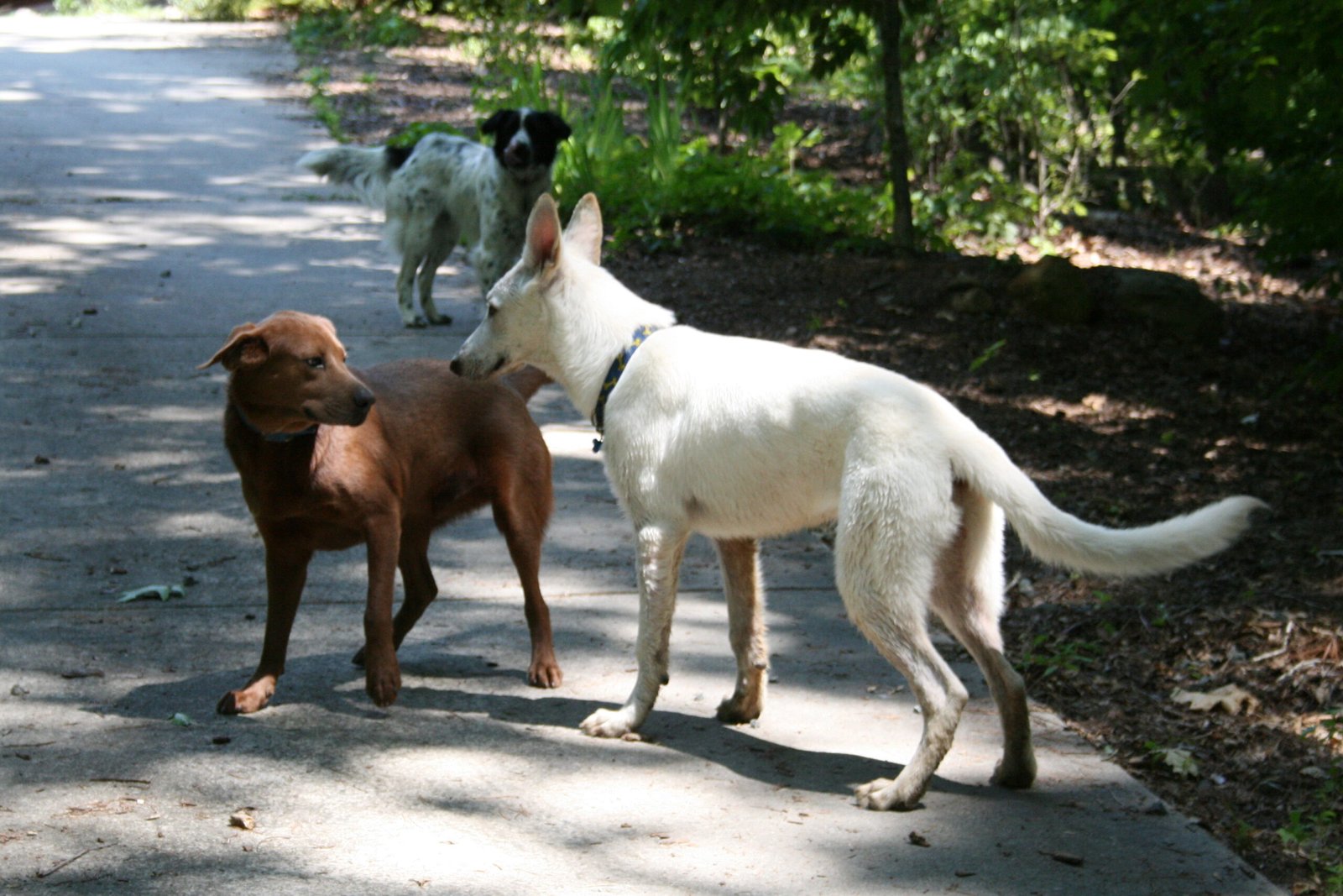 Dog Dynamics: Will They Get Along? (image credits: wikimedia)