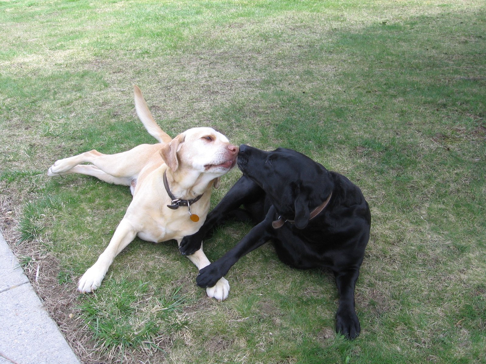 Is Two Really Better Than One in Arizona’s Heat? (image credits: wikimedia)
