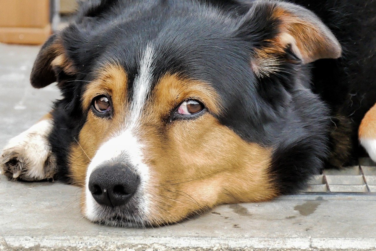 Respecting Their Space and Needs (image credits: pixabay)