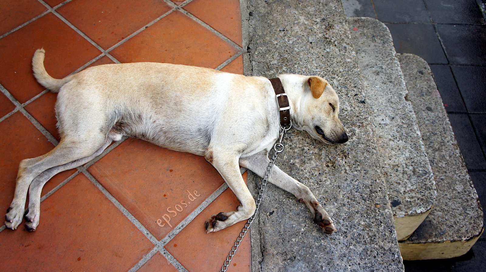 Excessive Sleeping (image credits: wikimedia)