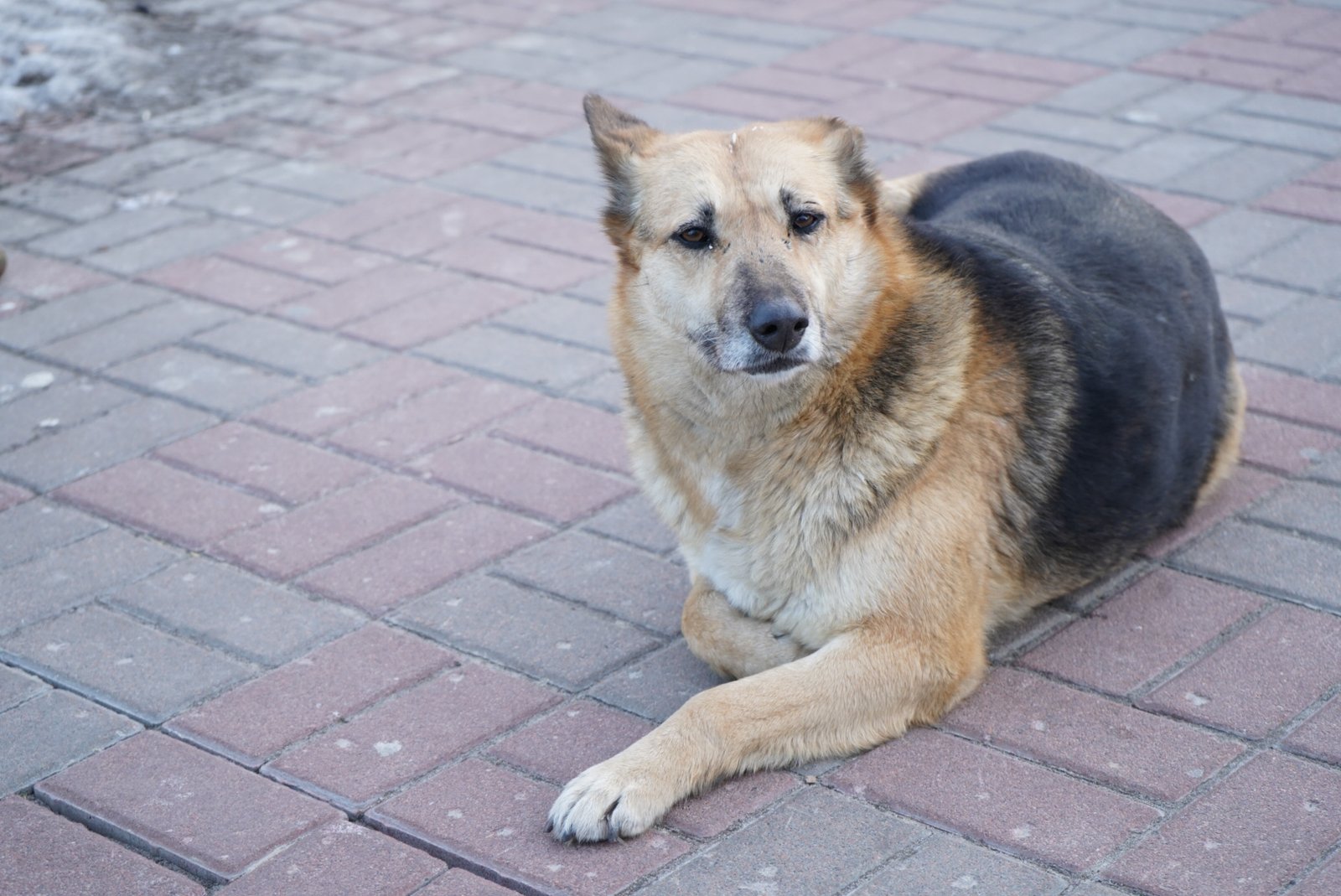 Ignoring Other People or Pets (image credits: wikimedia)