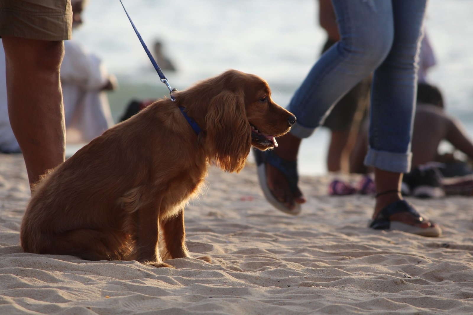Lack of Enthusiasm for Walks (image credits: wikimedia)