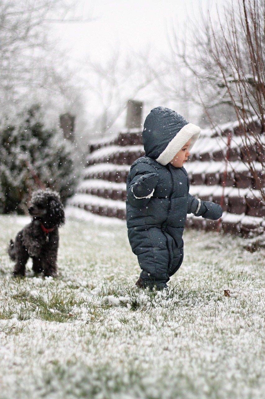 Poodle: The Smart and Sensitive Companion (image credits: pixabay)