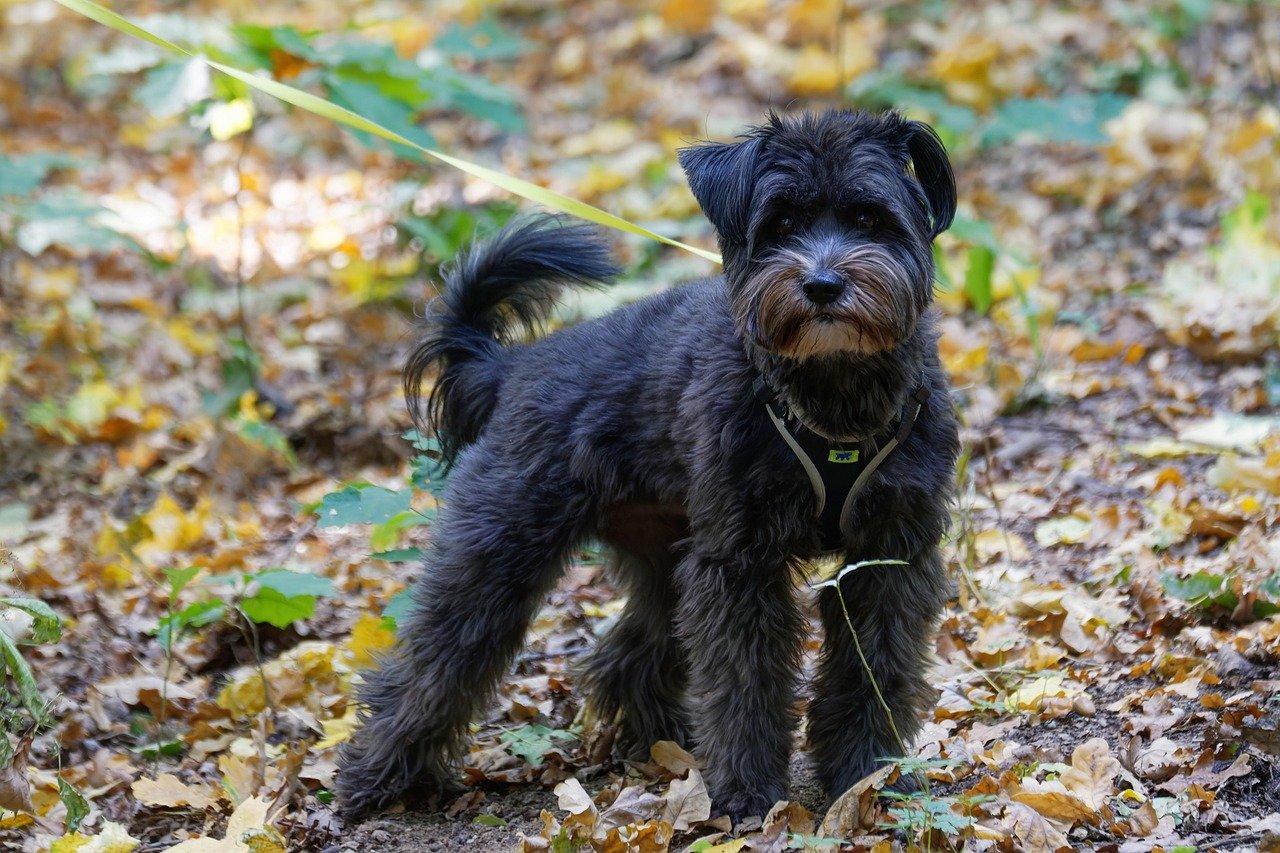 Standard Schnauzer: The Watchful Companion (image credits: pixabay)