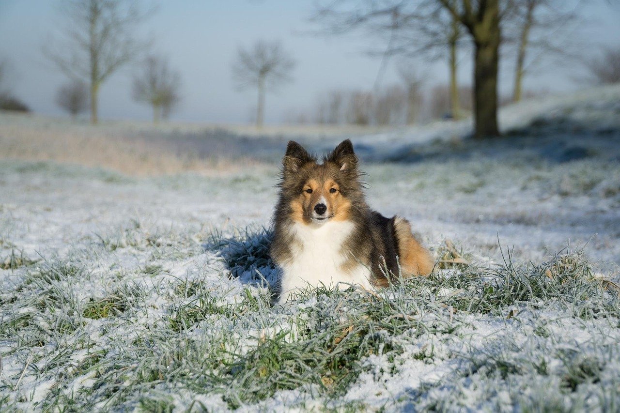 Sheltie (Shetland Sheepdog): The Sensitive Friend (image credits: pixabay)