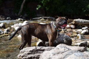 21 Dog Breeds Best For Children With Special Needs