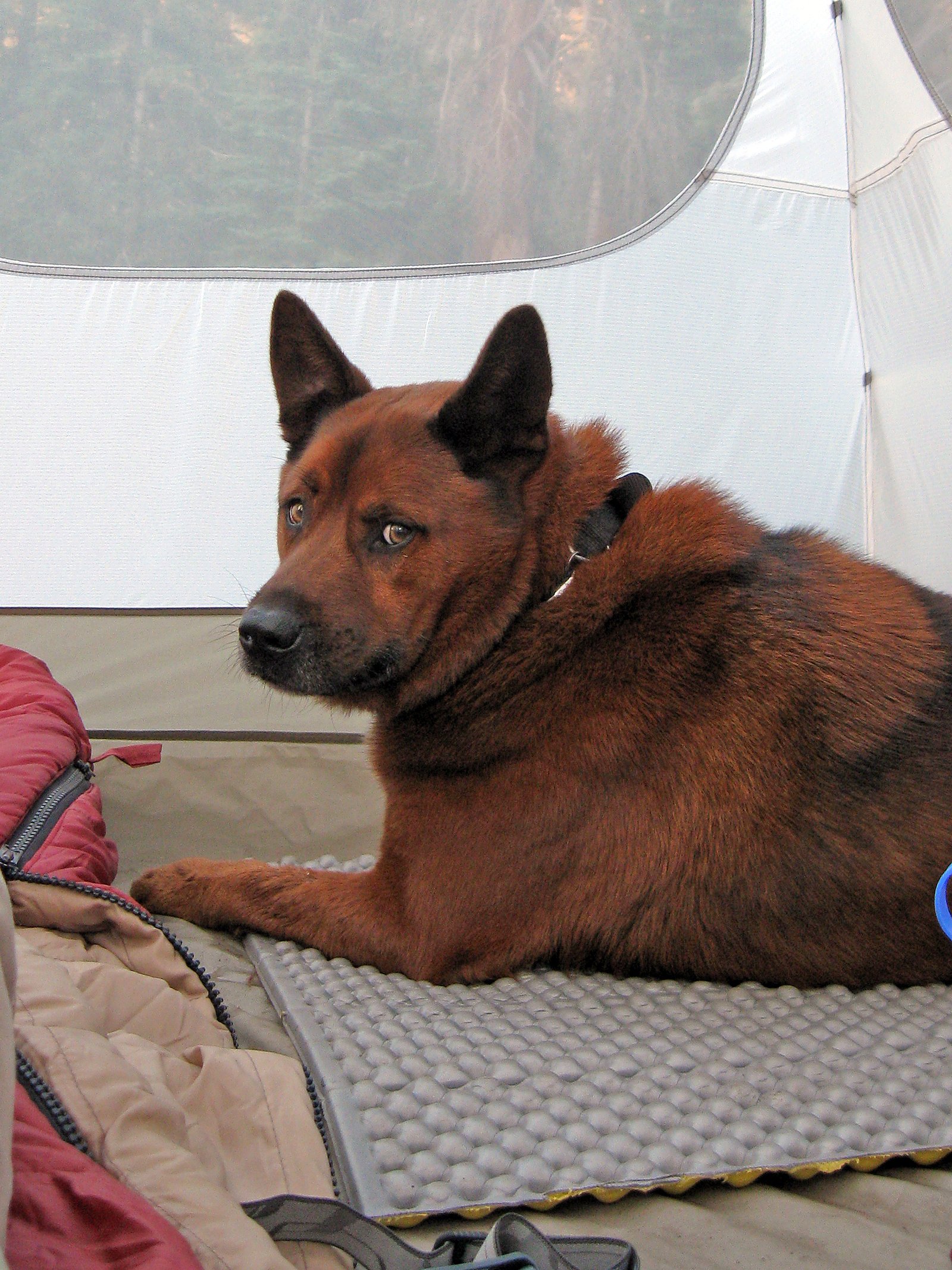 Loss of House Training (image credits: wikimedia)