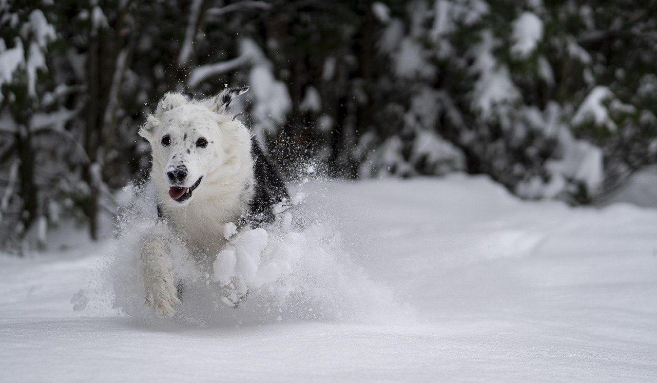 Myth 3: Graying Fur Means a Dog is Old (image credits: pixabay)