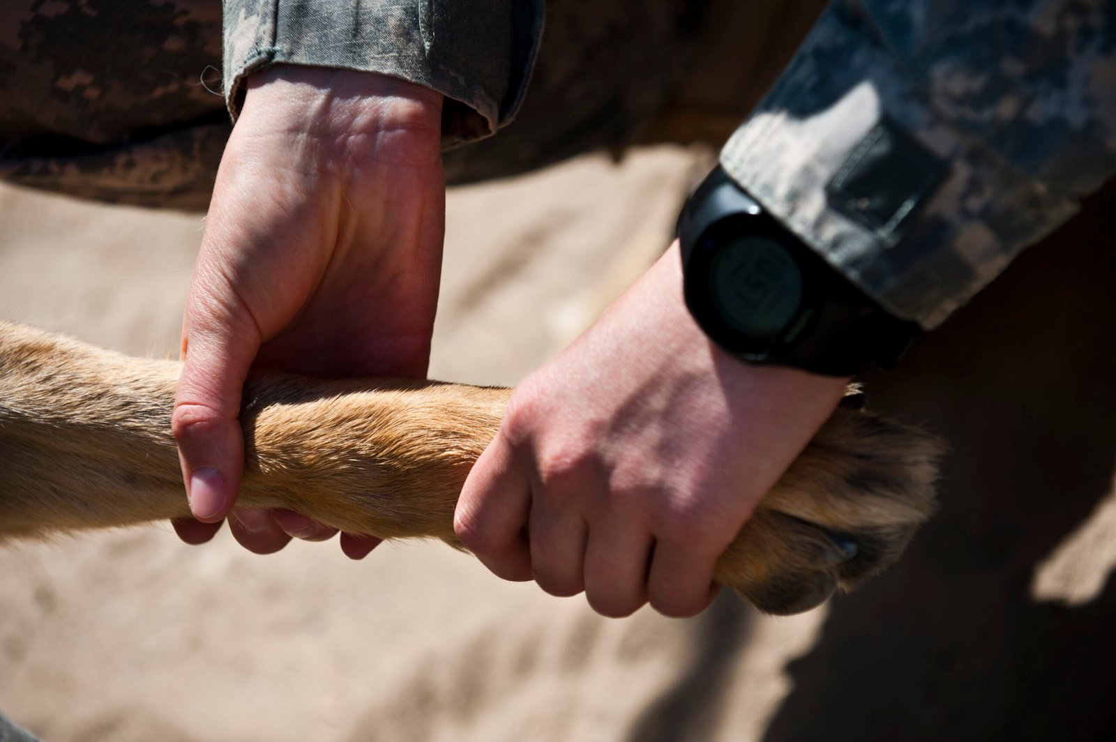 Myth 12: Old Dogs Don’t Feel Pain Like Young Dogs (image credits: wikimedia)