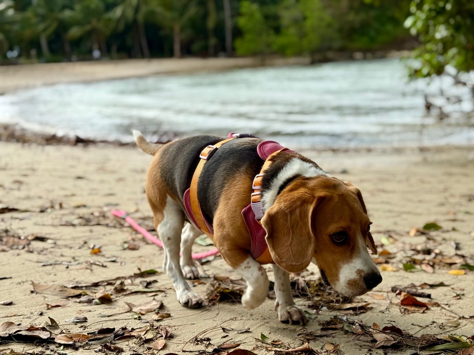 Natural Instincts: Why Dogs Need to Forage (image credits: wikimedia)