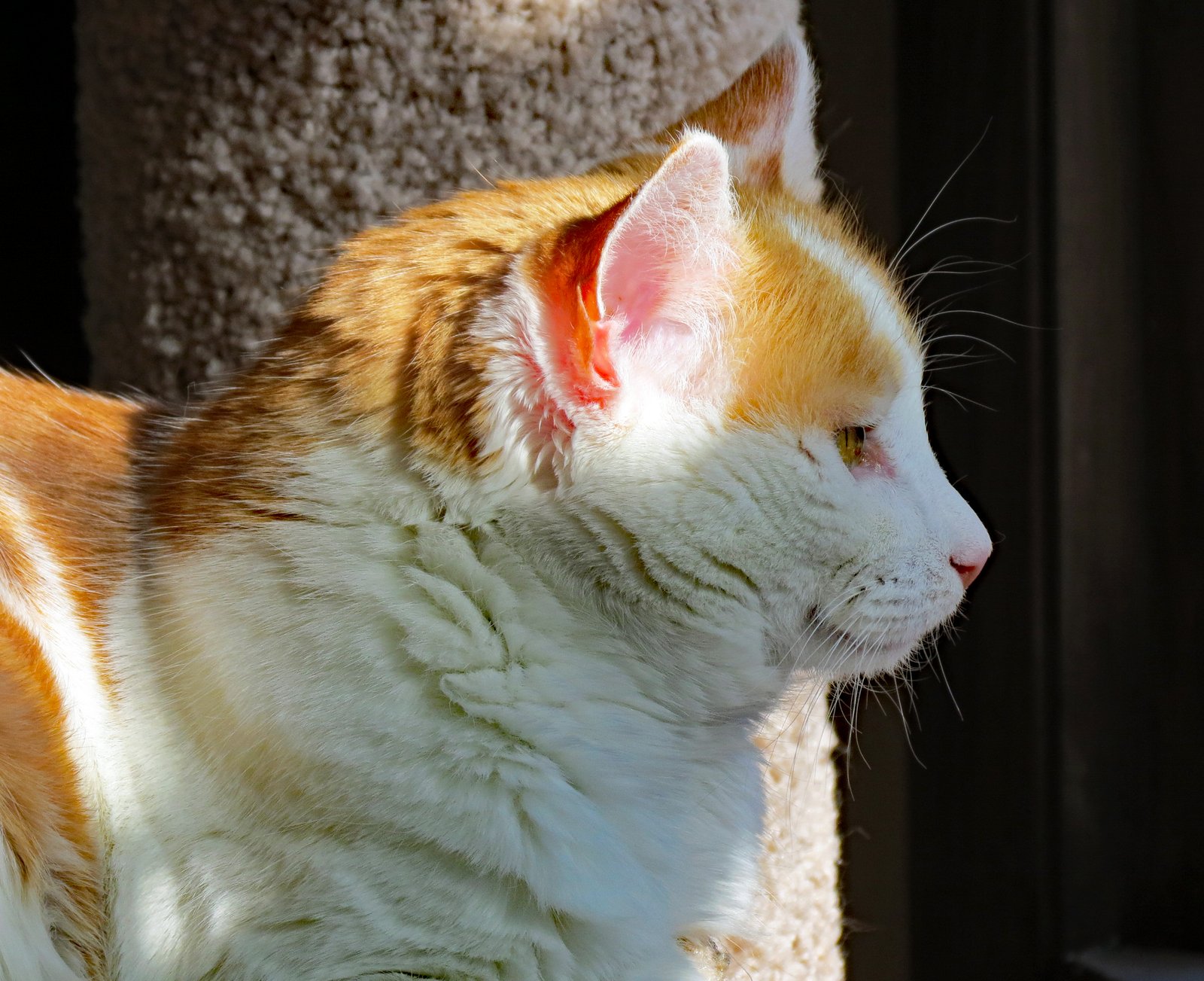 Giving Them Space When They Need It (image credits: wikimedia)