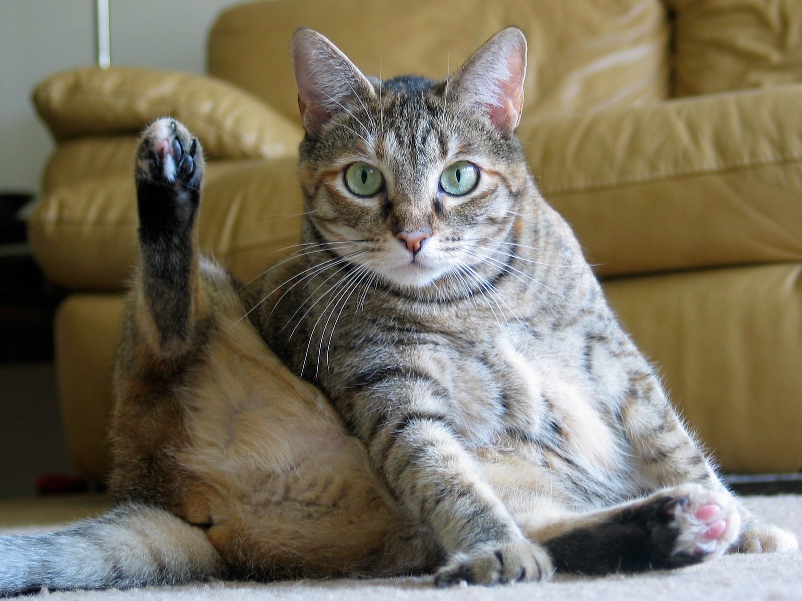 Neglecting Their Litter Box (image credits: wikimedia)