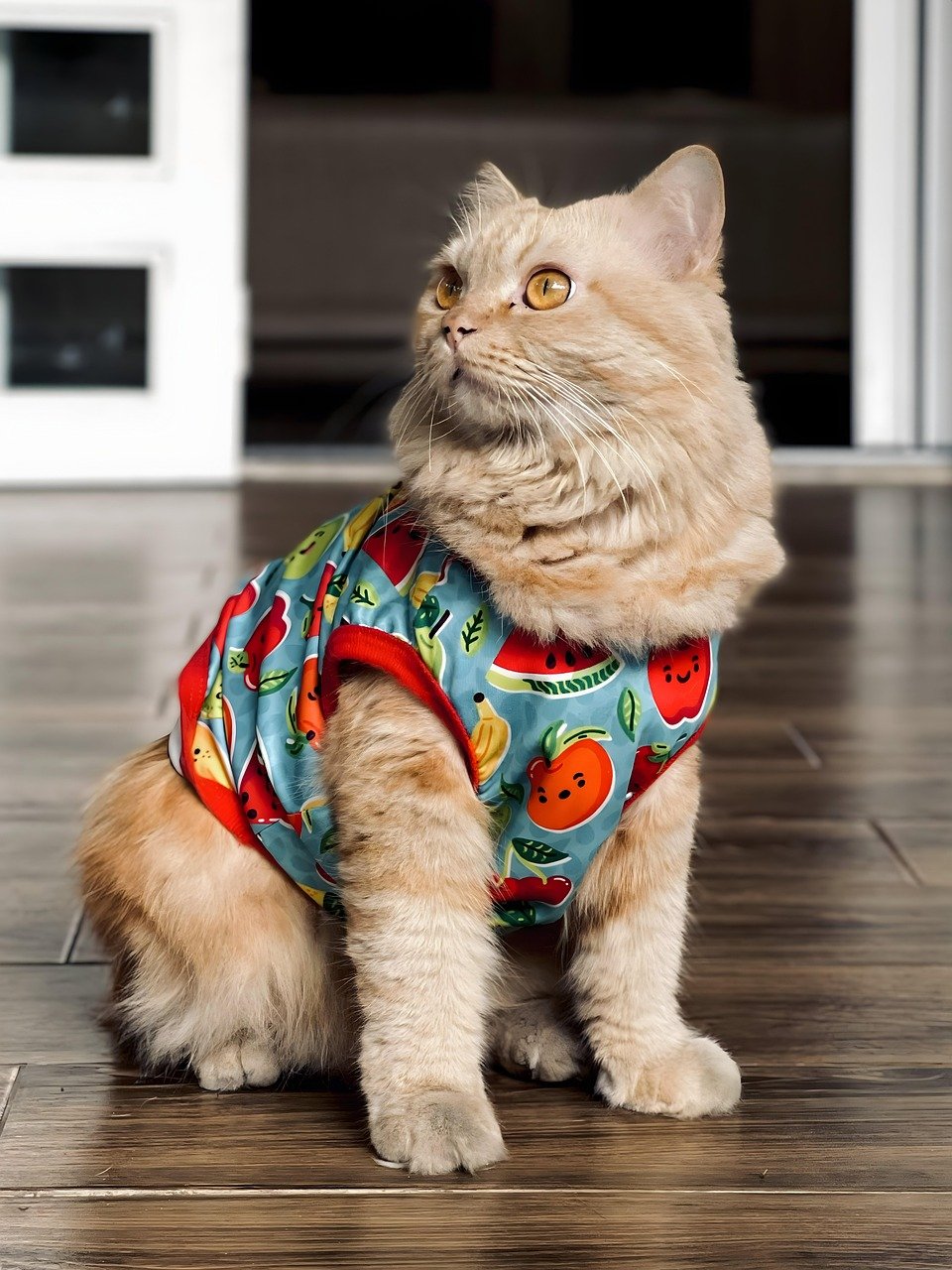 Dressing Them Up Without Consent (image credits: pixabay)