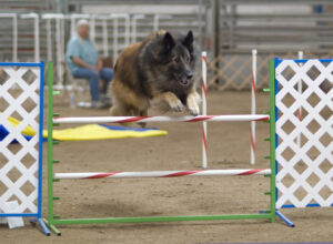 10 Dog Breeds That Represent Courage (And 10 That Represent Intelligence)