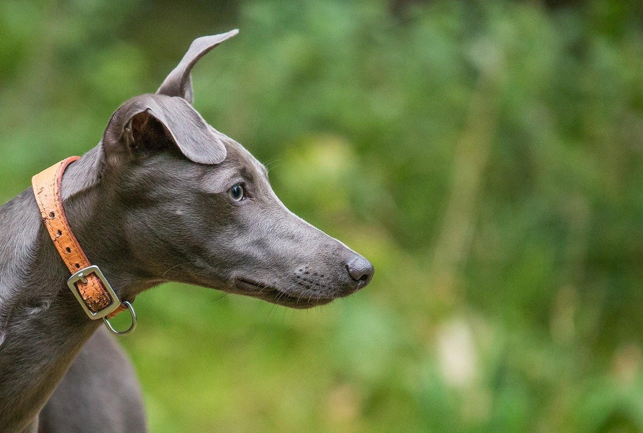 Whippet: The Gentle Speedster (image credits: pixabay)