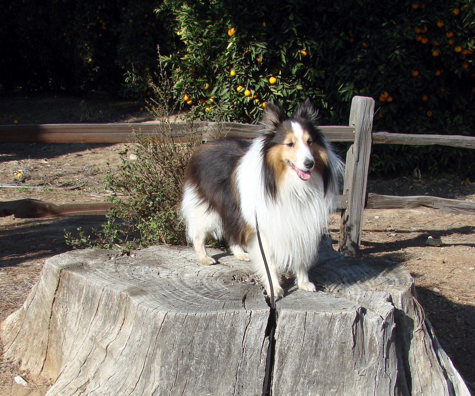 Shetland Sheepdog: The Tiny Dancer (image credits: wikimedia)
