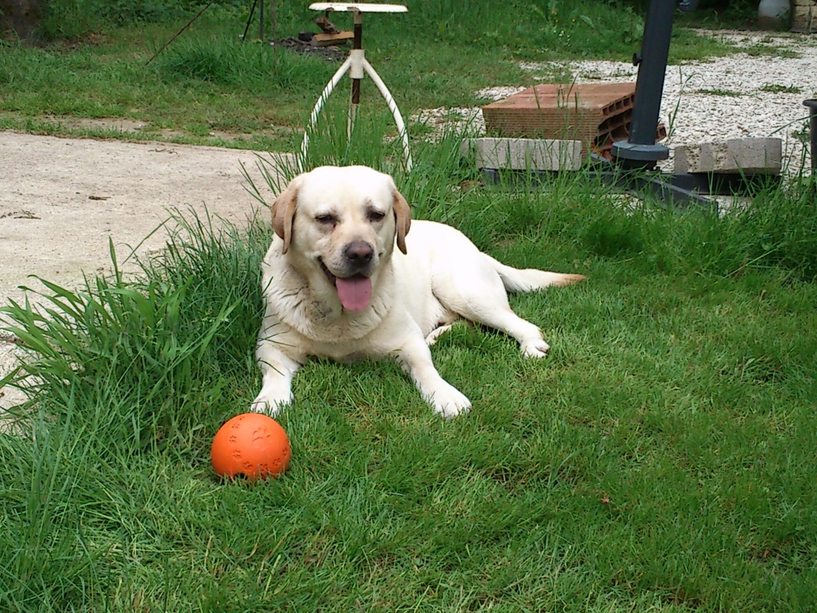Labrador Retriever: Gentle Souls with a Heart of Gold (image credits: wikimedia)