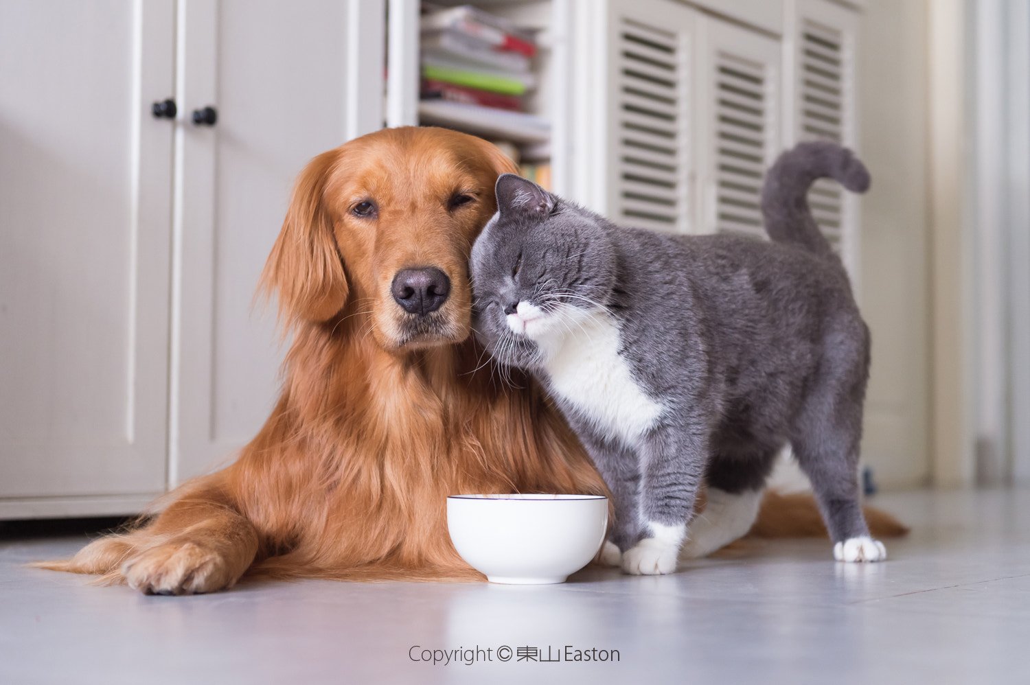 Golden Retriever: Gentle and Devoted (image credits: wikimedia)