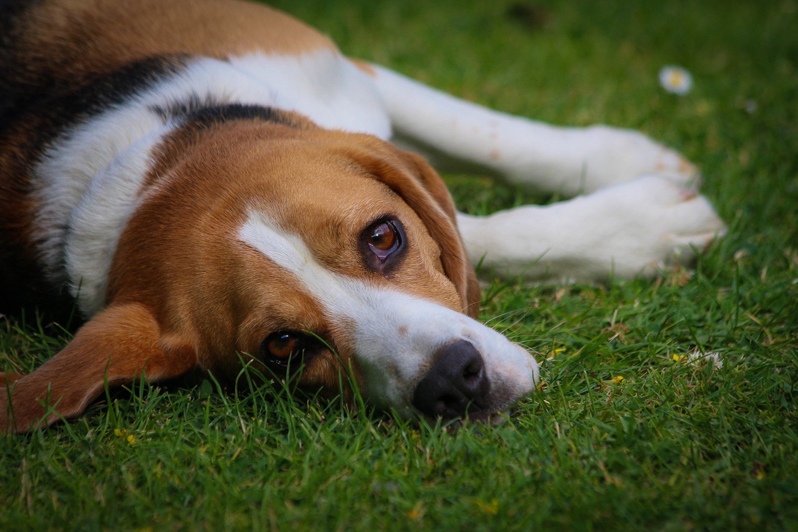 Beagle: The Jolly Explorer (image credits: wikimedia)