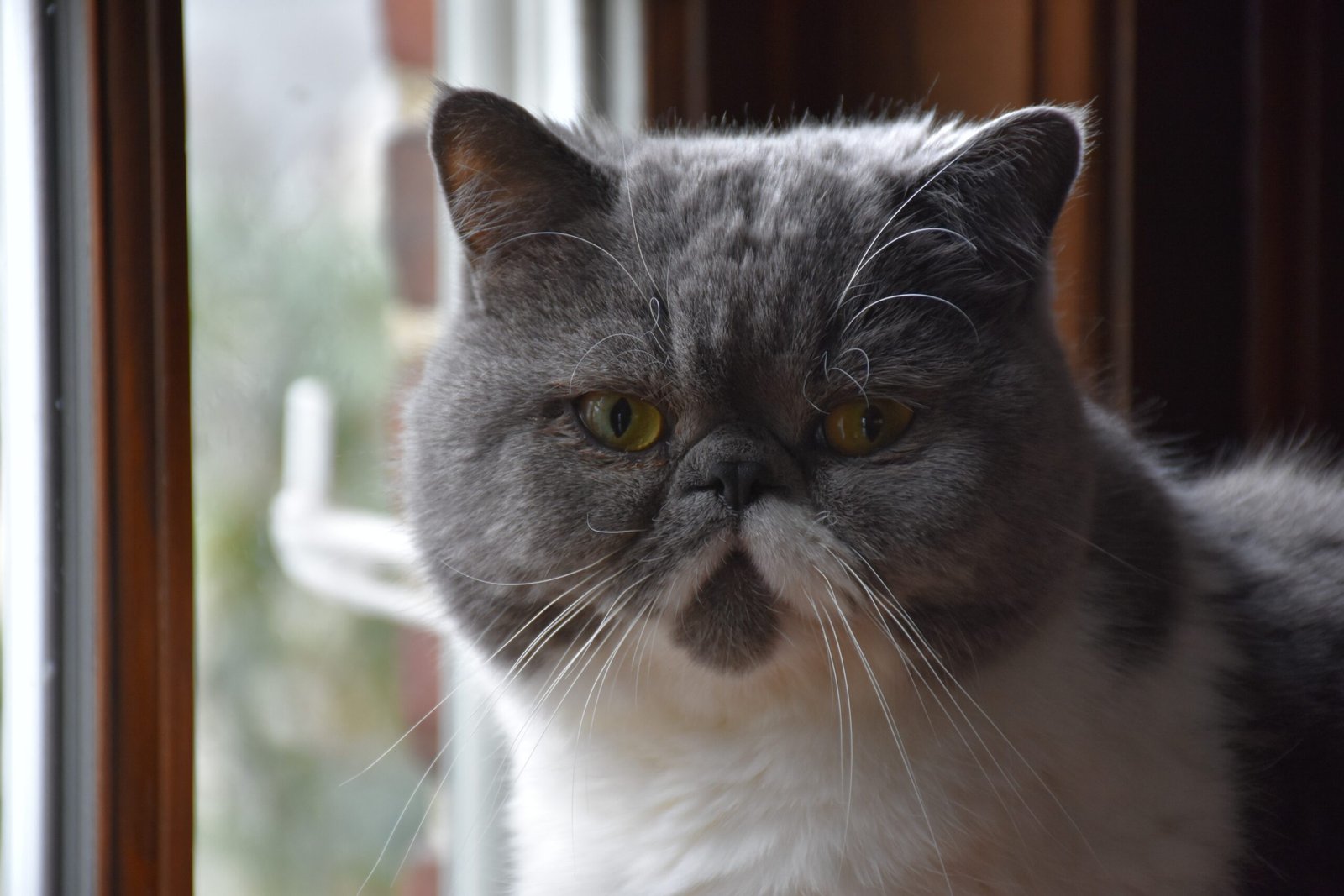 Exotic Shorthair: The Easygoing Lap Cat (image credits: wikimedia)