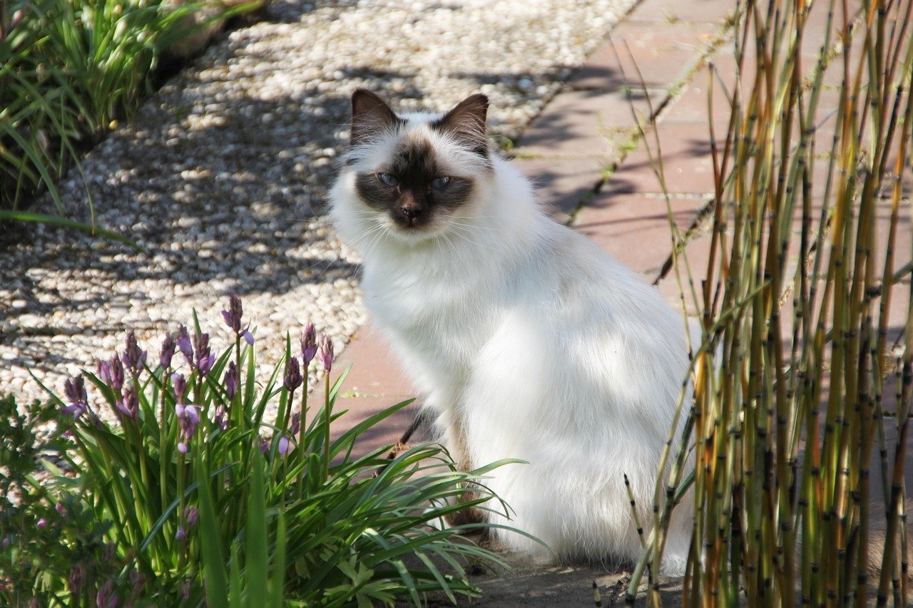 Birman: The Sacred Snuggler (image credits: pixabay)